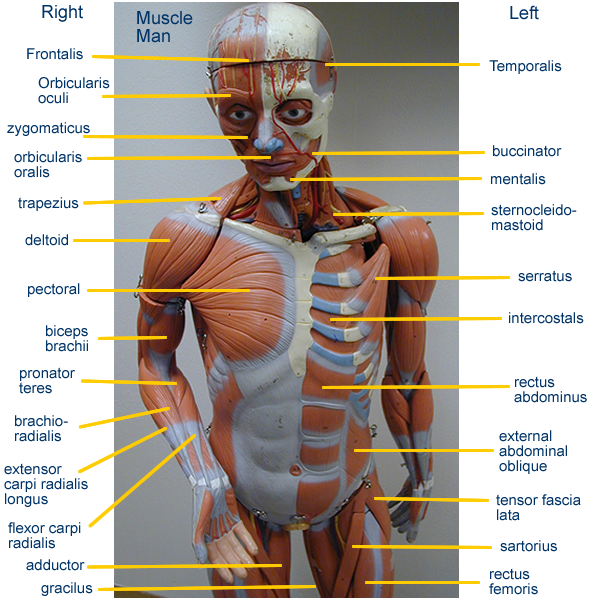 Human Torso Muscle Anatomy Small Torso Muscle Models Labeled Head My Xxx Hot Girl